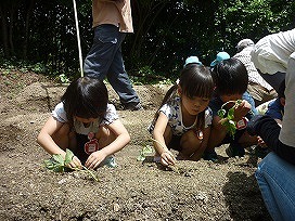 苗植えの画像7