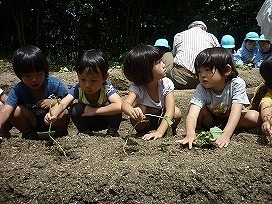 苗植えの画像8