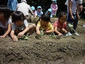 苗植えの画像9