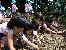 苗植えの画像10