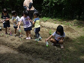 苗植えの画像11