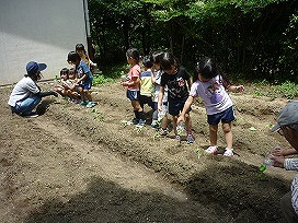 苗植えの画像12