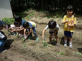 苗植えの画像13