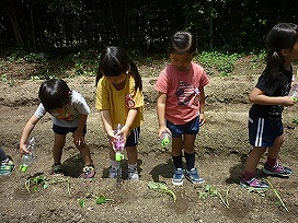 苗植えの画像14