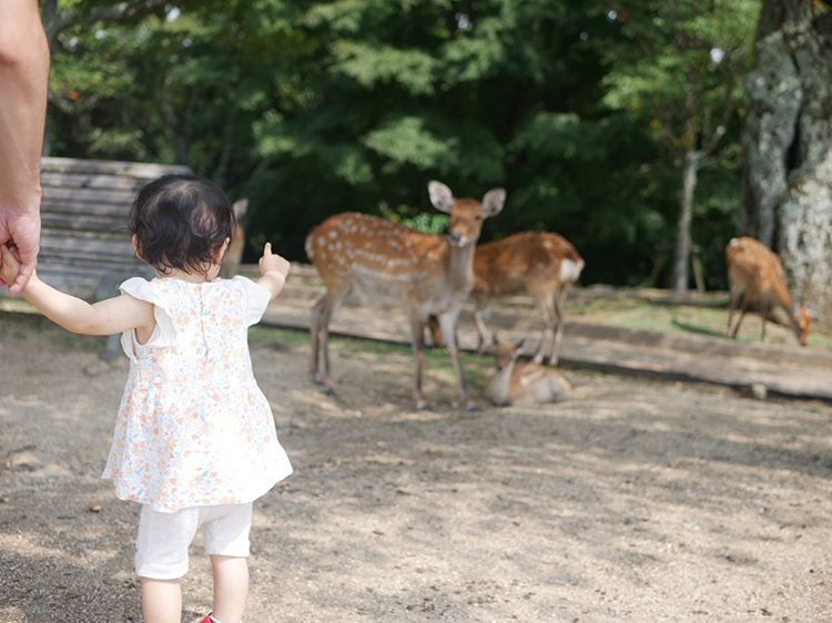 奈良公園の写真