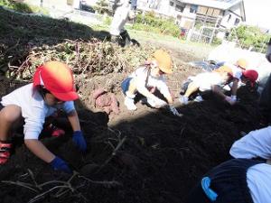 サツマイモを掘る4歳児