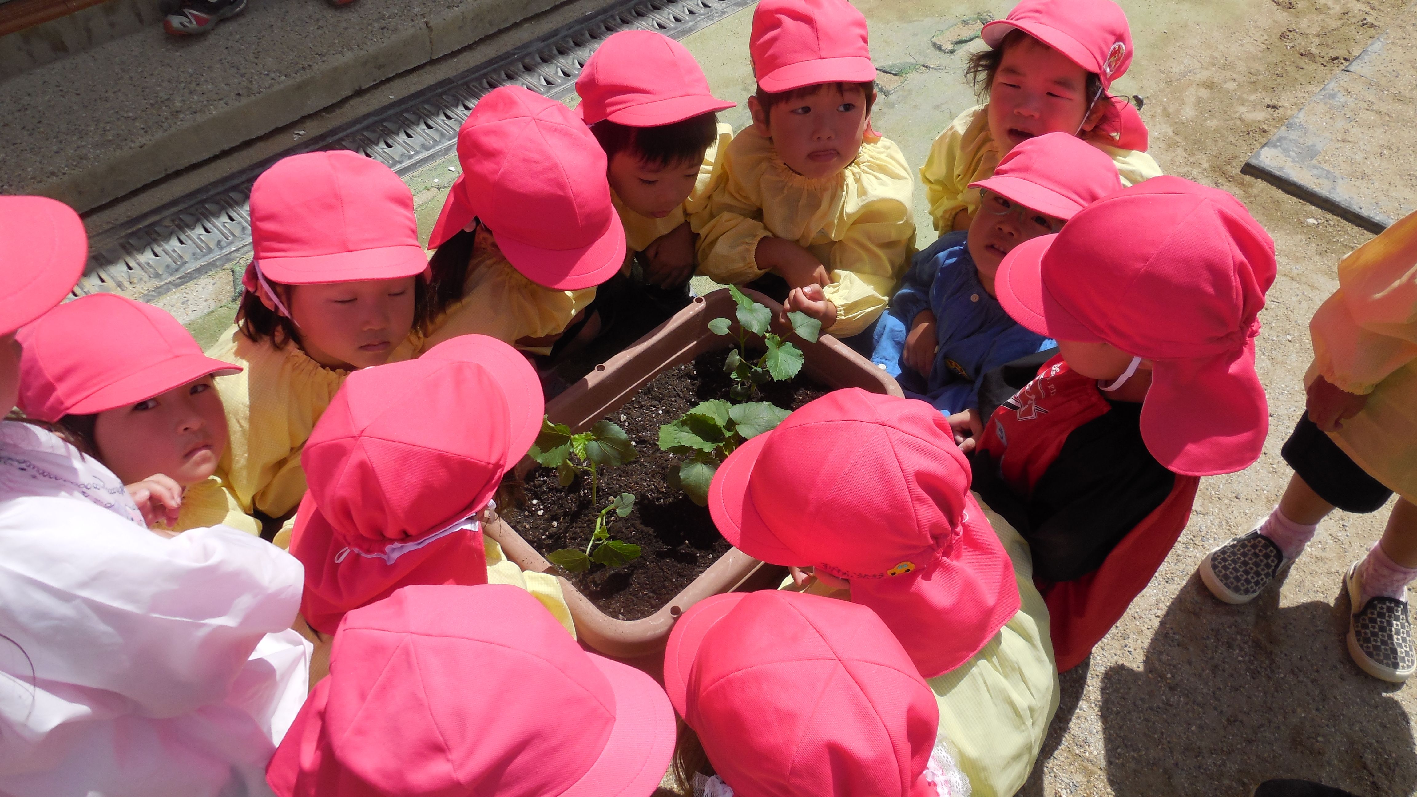 3歳児　苗植え