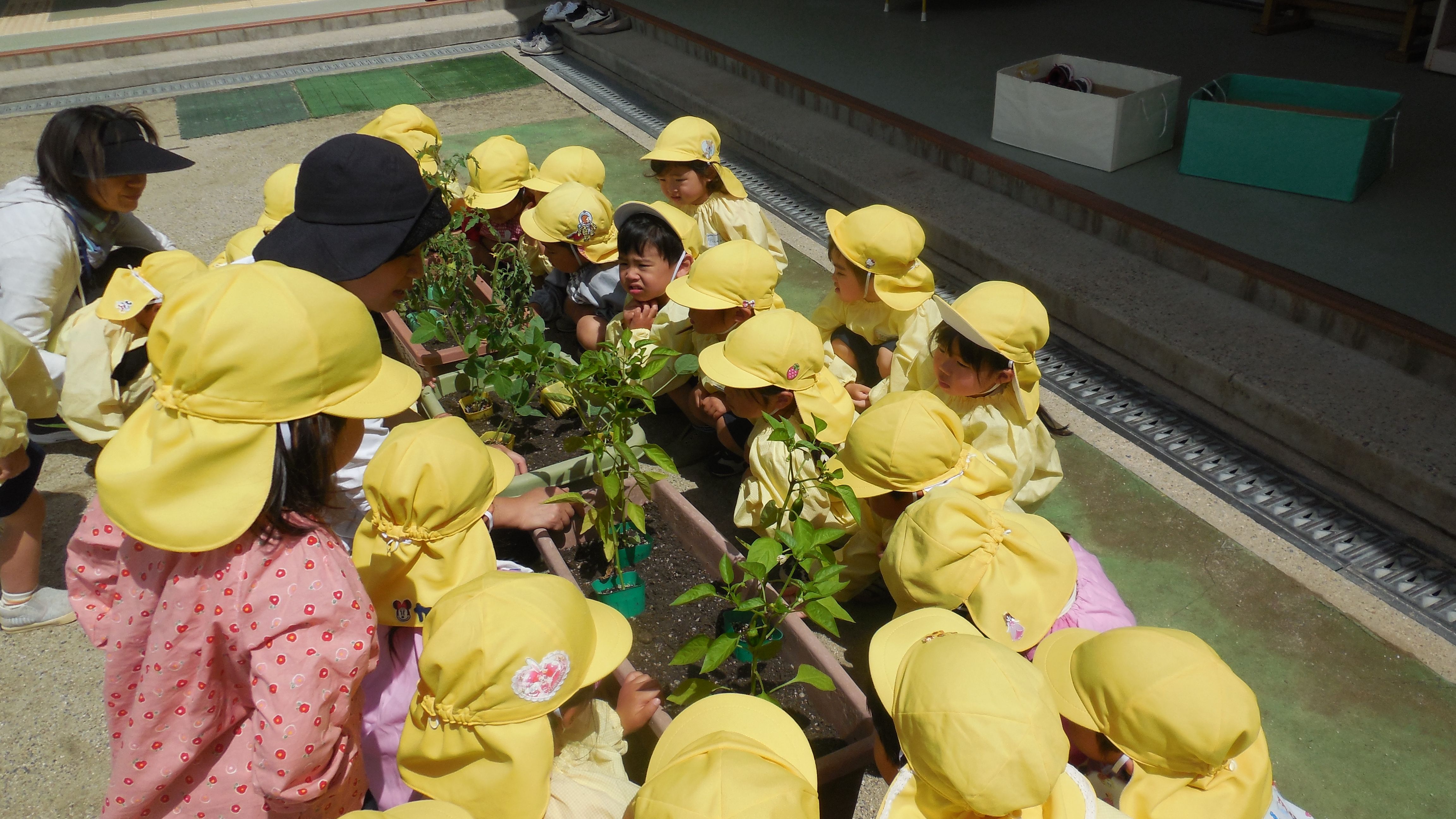 3歳児　野菜の苗植え