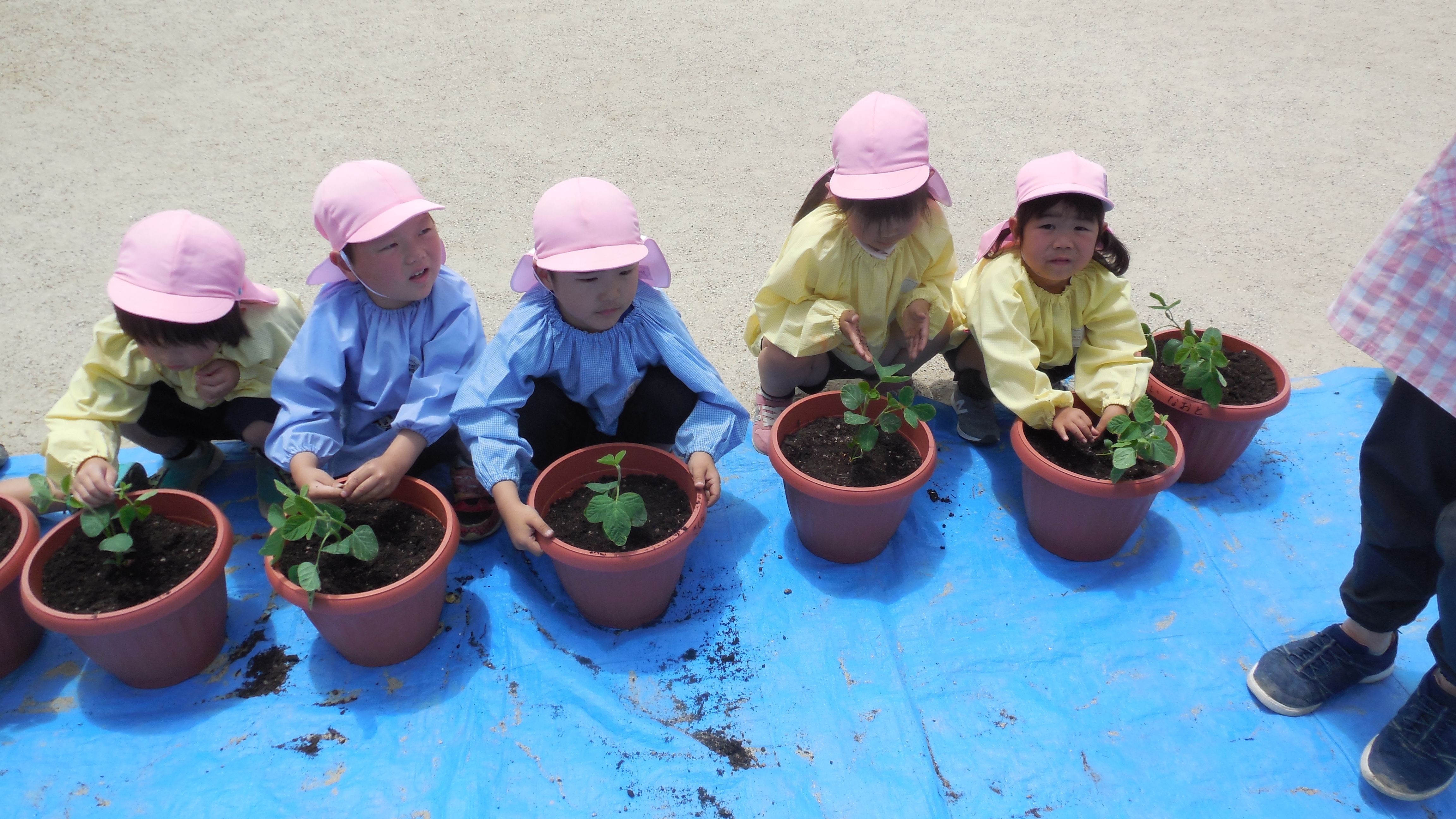 4歳児　植木鉢に苗を植えています