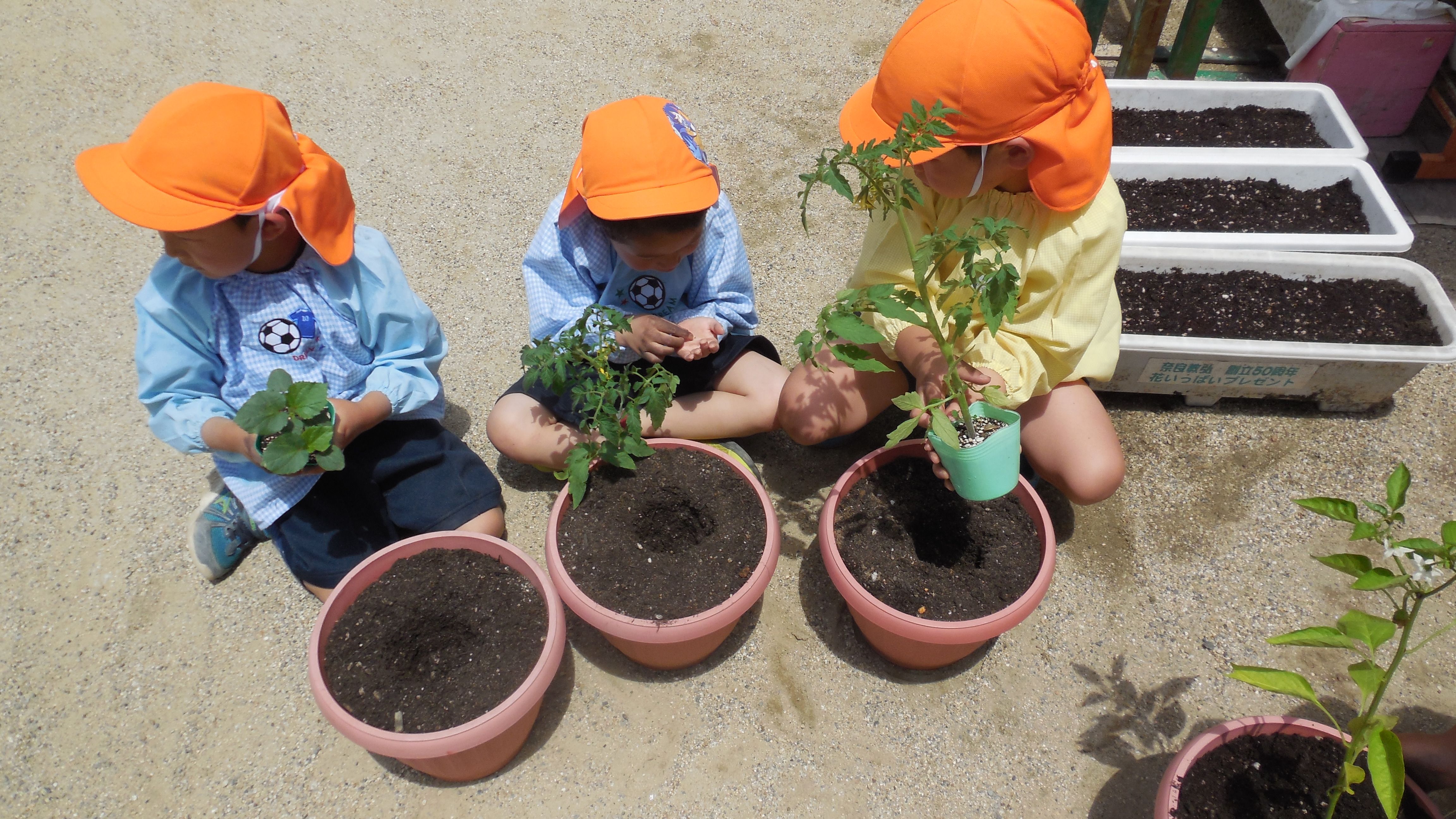 5歳児　野菜の苗を植えています