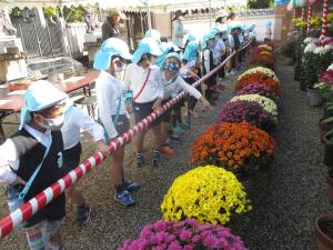 お気に入りの菊を見つけています