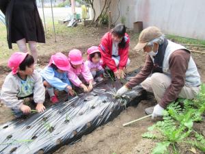 玉ねぎ苗植え