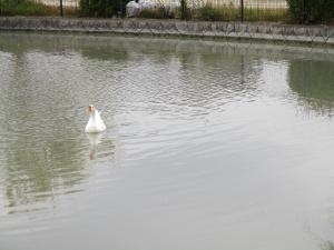 あひる2