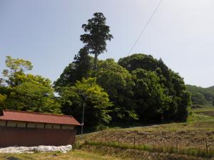 天神社社叢全景