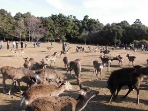 鹿寄せのホルンの音に集まってきた奈良公園の鹿