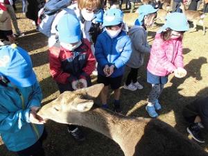 鹿にドングリをあげる5歳児