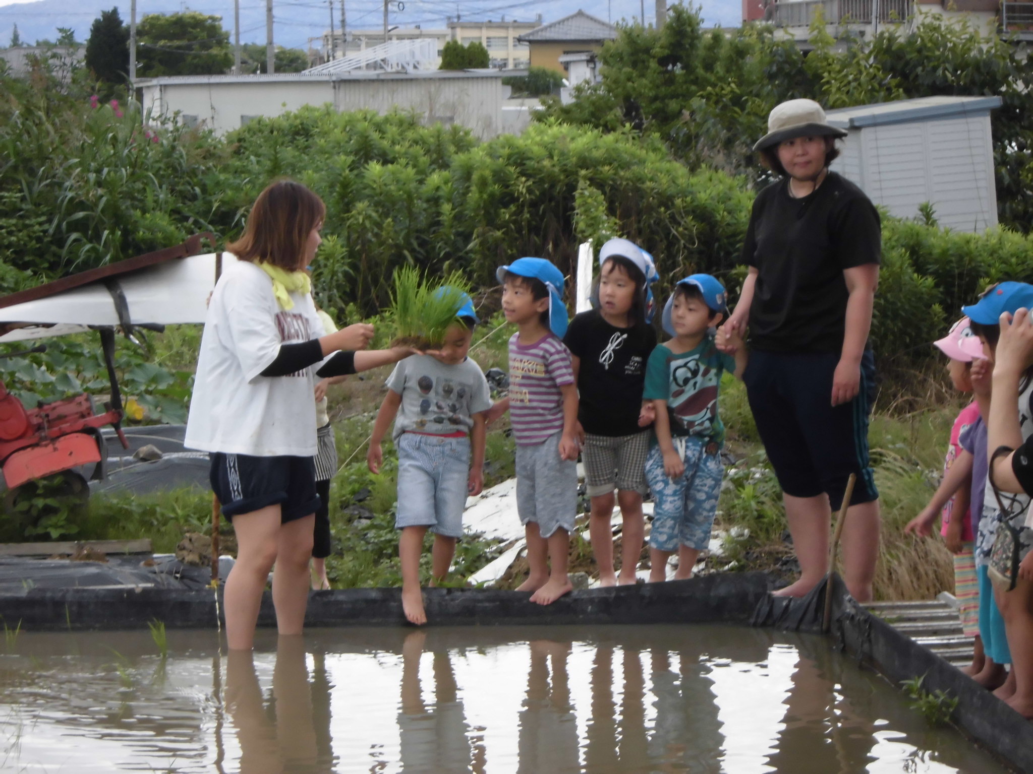 田植えの画像1