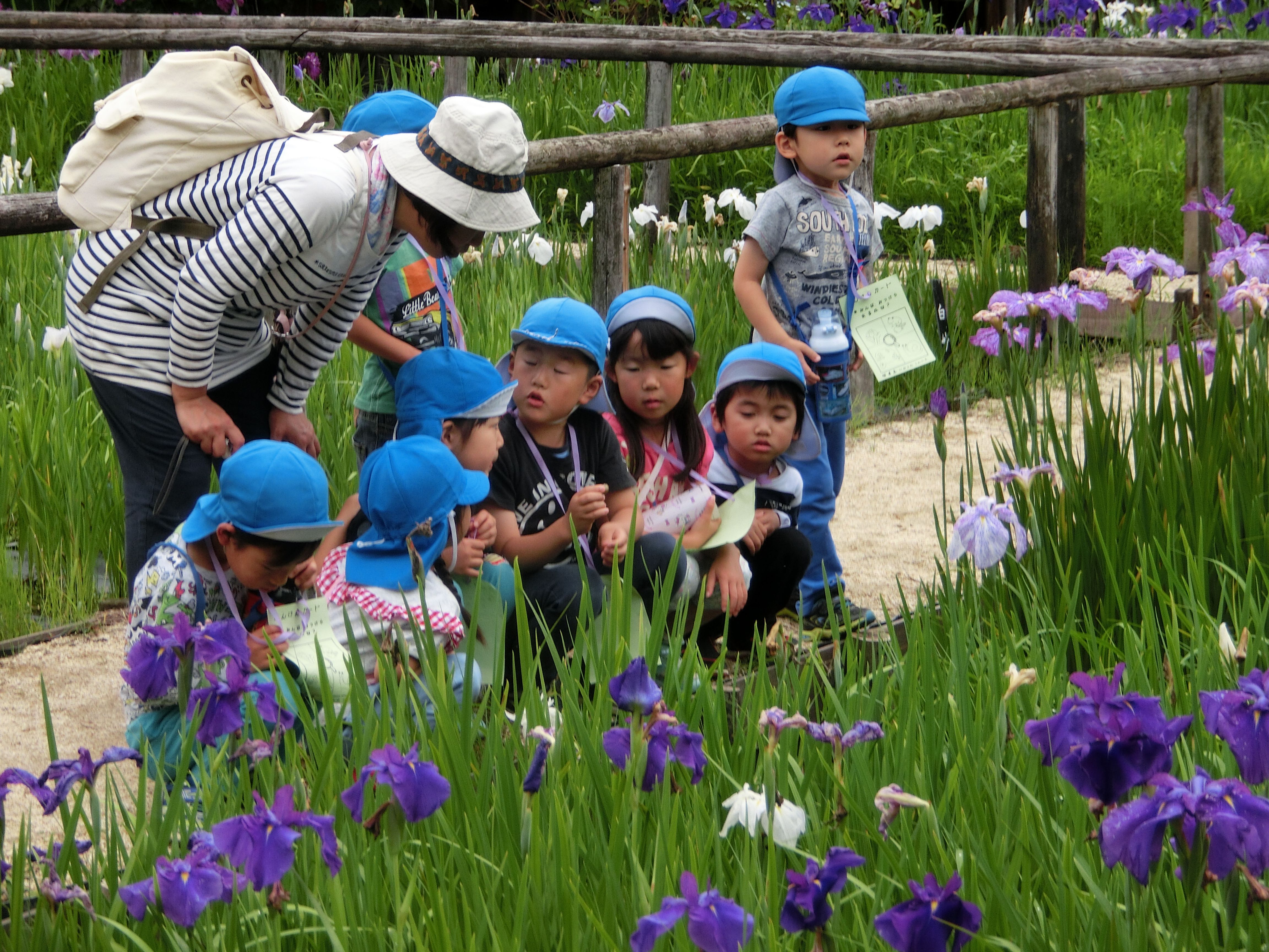 柳生小学校2年生と5歳児で菖蒲園見学に行きましたの画像3