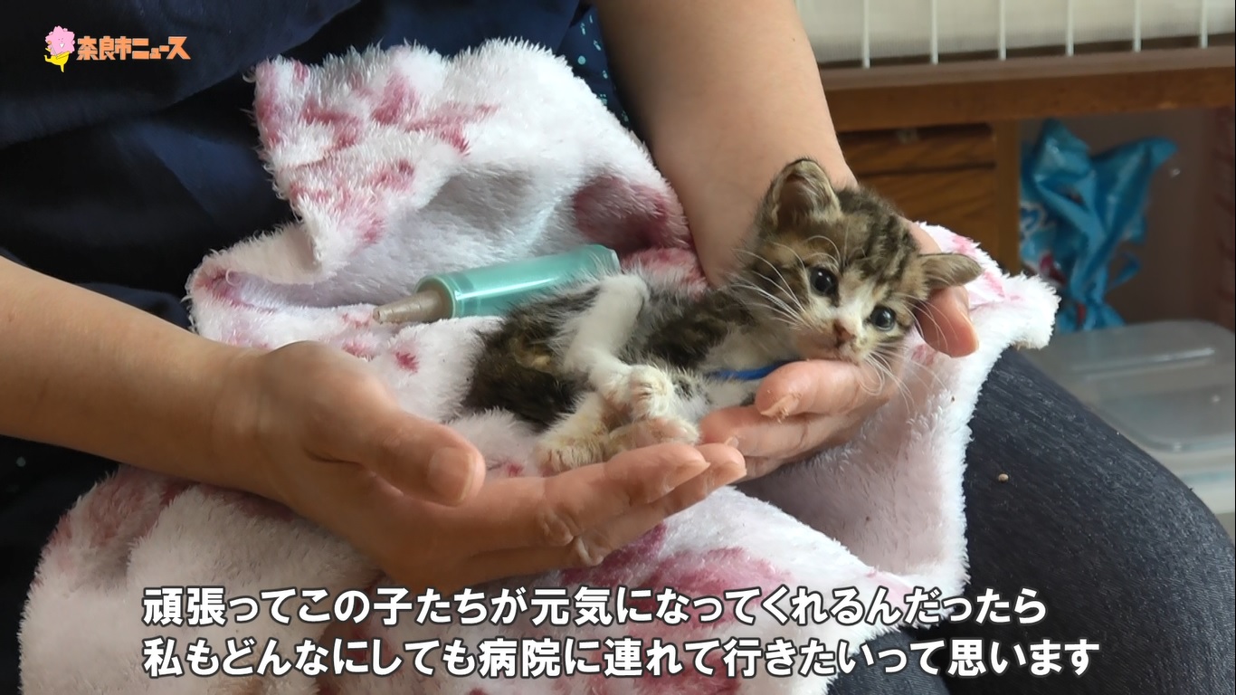 猫の幸せのために「なら地域ねこの会」の画像