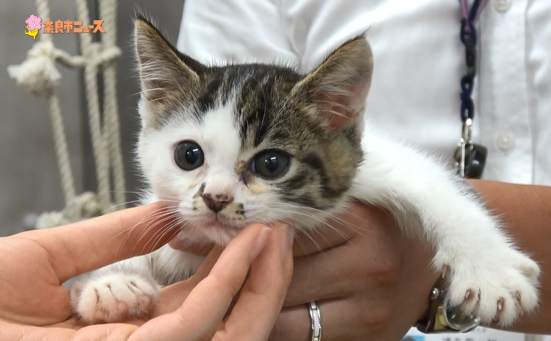 子猫の飼い主さん募集!の画像