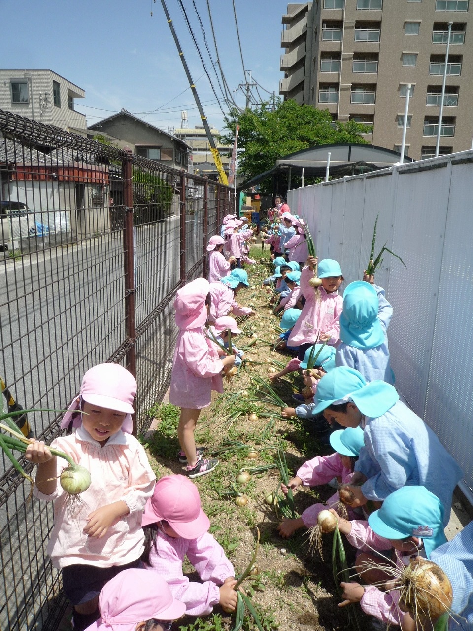 たまねぎ