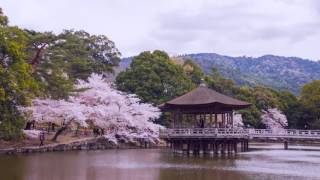 ならじかん ‘Taste Nara’  - 春 Springの画像