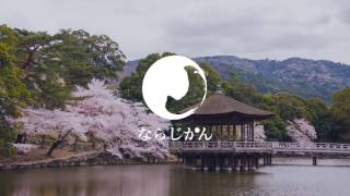 4月 奈良の桜の画像