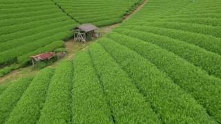 5月 奈良 月ヶ瀬の茶畑の画像