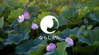 6月 ロータスロードの画像
