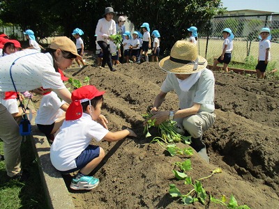 6月4日サツマイモの苗植えの画像2