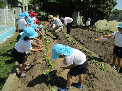 6月4日サツマイモの苗植えの画像3