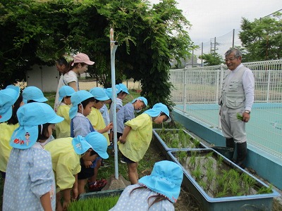 6月19日　田植えの画像3