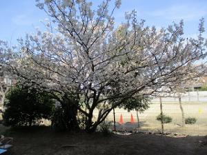 サクランボの実のなる桜の木