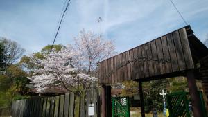 桜が咲いている画像
