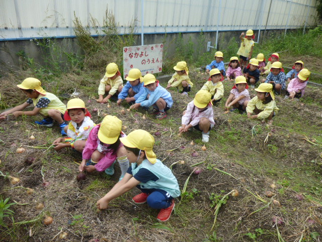 5歳児タマネギ収穫　小学校にある畑へ行きました