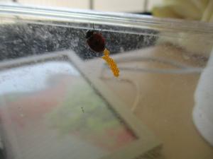 テントウムシが卵を産んでます。