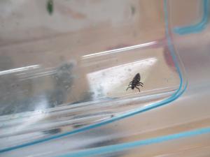 テントウムシの幼虫です。