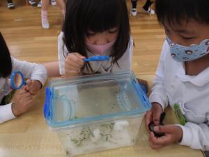 幼虫を見ています。