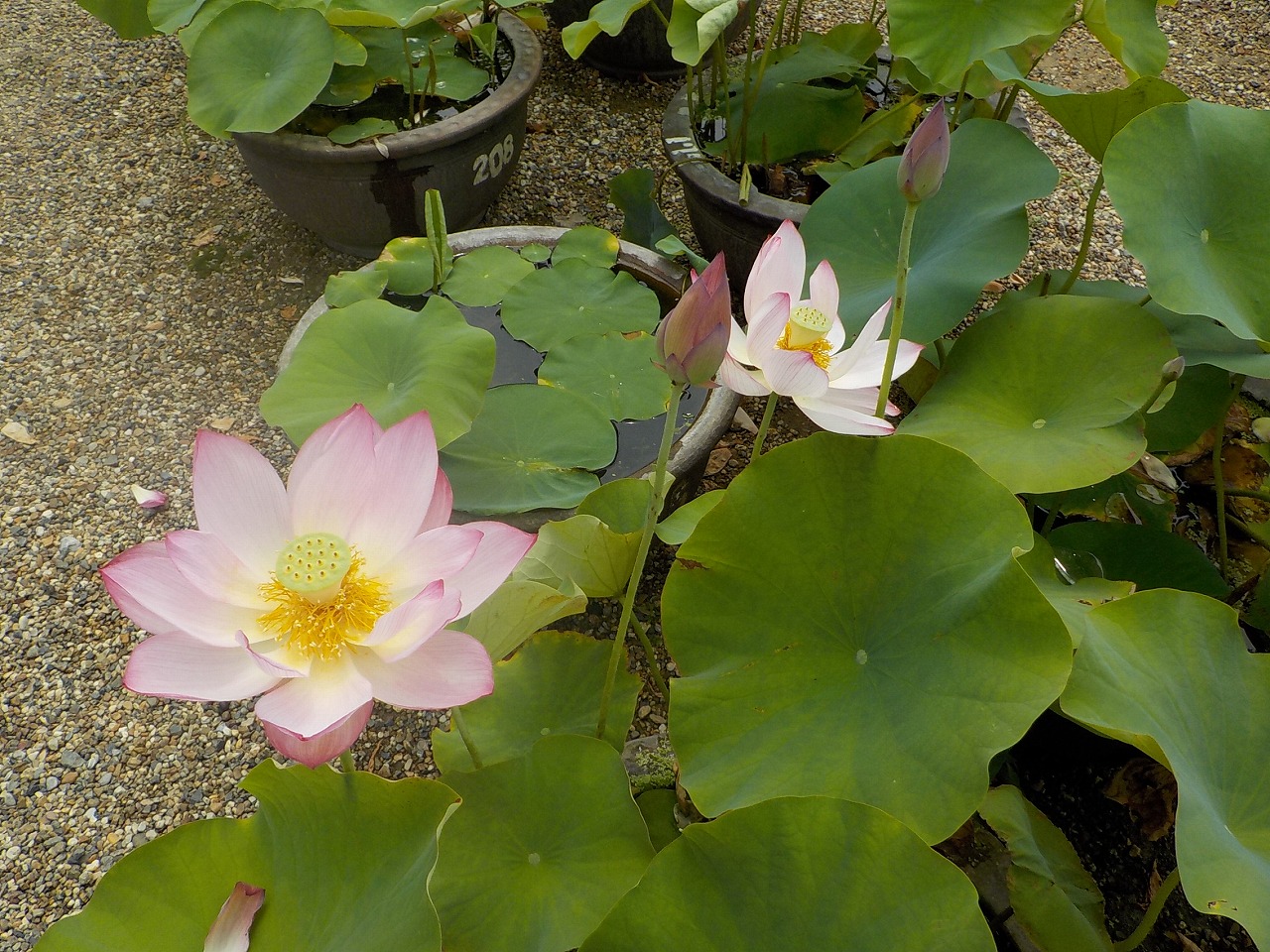 7月3日園外保育（喜光寺）の画像2