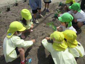 5歳児は苗の持ち方を教えてくれています