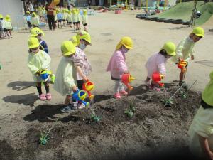 4歳児が水やりをしています