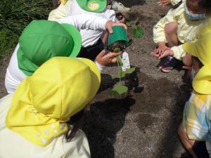 5歳が植え方を教えてくれています