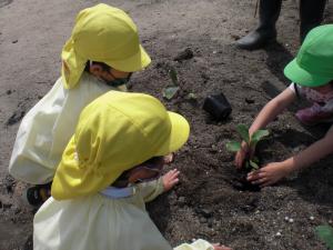 5歳児と4歳児が一緒に植えています