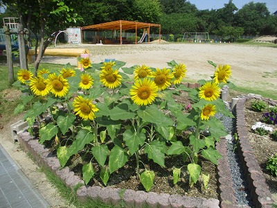 ヒマワリが咲きました　7月23日（月曜日）の画像