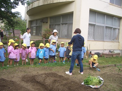 サツマイモ苗植え　(6月11日(月曜日))の画像1