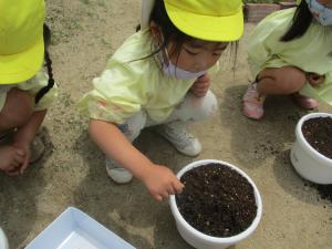 アサガオの種を植えています