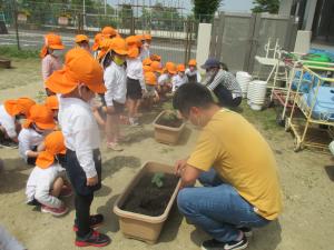 キュウリの苗を植えているところを見ています