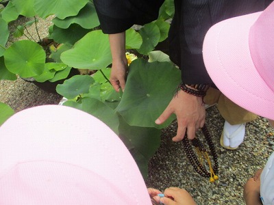 園外保育喜光寺　6月22日（金曜日）の画像5