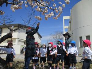八重桜