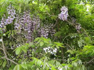 フジの花